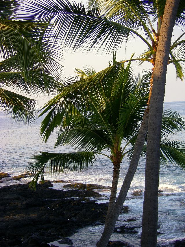 Beautiful Hawaiian palms swaying in the wind