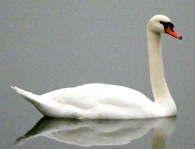 A beautiful swan swimming in a lake